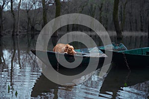 Toller dog aboard a boat, nestled among quiet waters.