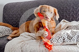 Toller Dog With Bright Duck Toy Lies On Couch