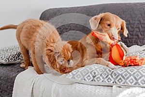 Toller Dog With his puppy and Bright Duck Toy Lies On Couch