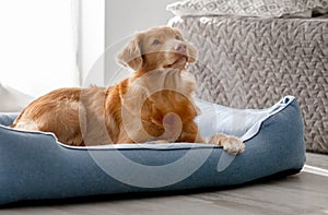 Toller Dog Lies In Blue Bed