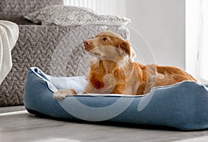 Toller Dog Lies In Blue Bed