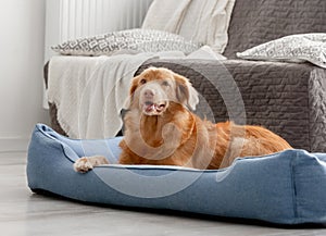 Toller Dog Lies In Blue Bed