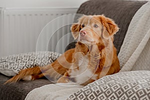 Toller Dog Lies On Couch