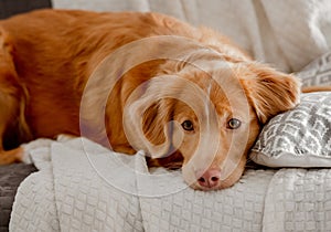 Toller Dog Lies On Couch