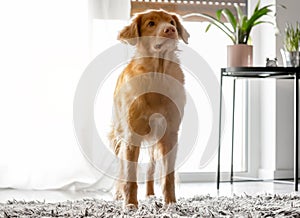 Toller Dog In Modern Room