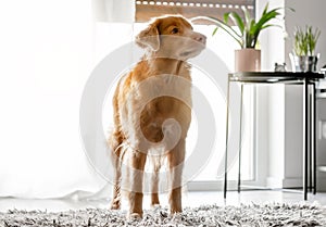 Toller Dog In Modern Room