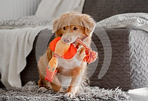 Toller Dog Plays With Bright Duck Toy In Mouth In Room