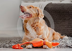 Toller Dog Plays With Bright Duck Toy In Mouth In Room