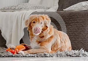 Toller Dog Plays With Bright Duck Toy In Mouth In Room