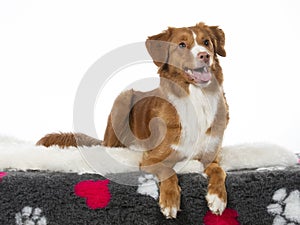 Toller dog portrait in a studio with white background