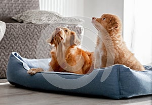 Toller Dog With Puppy In Blue Bed