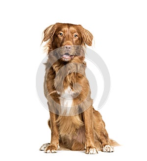 Toller dog sitting in front of white background