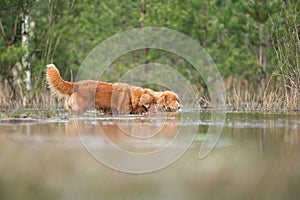 Toller dogs searching in the water