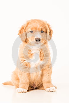Toller pup