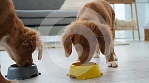 Toller puppies drinking water from bowls