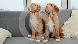 Toller puppies sitting on sofa at home