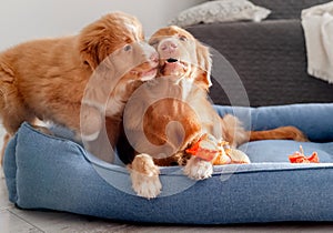Toller Puppy With Bright Duck Toy In Blue Bed