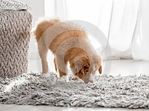 Toller Puppy In Bright Room