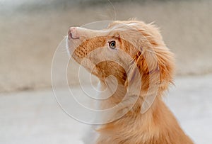 Toller puppy having fun at home