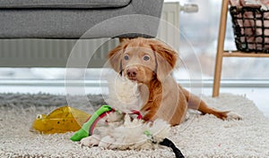 Toller puppy having fun at home