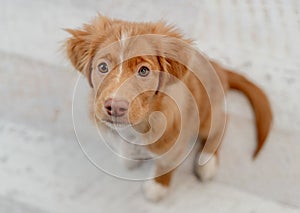 Toller puppy having fun at home