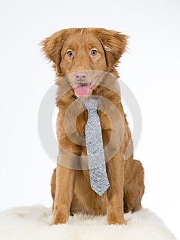 Toller puppy with a tie.