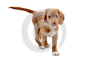 Toller puppy on white background