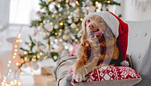 Toller retriever in Christmas time