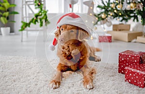 Toller retriever in Christmas time