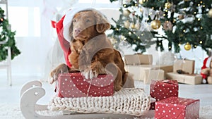 Toller retriever dog in Christmas time