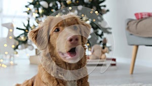 Toller retriever dog in Christmas time