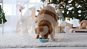 Toller retriever dog in Christmas time