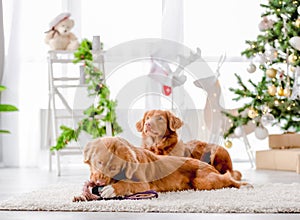 Toller retriever dogs in Christmas time