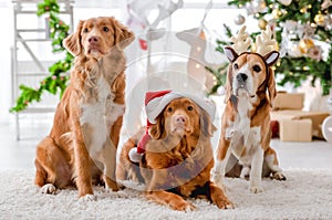 Toller retrievers and beagle in Christmas time