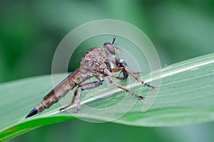 Tolmerus atricapillus photo