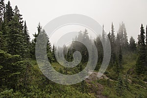 Tolmie Peak Trail - Fog