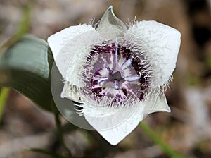 Tolmie Star-tulip - Calochortus tolmiei