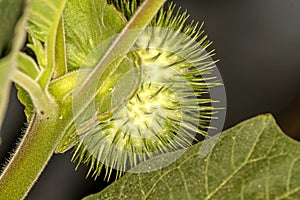 Toloache, pricklyburr, famous holy plant