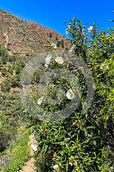 Hiking trail to waterfalls over river Caballos, Sierra de la Nieves National Park in Tolox, Malaga photo