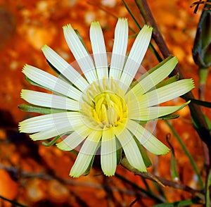 Tolpis barbata a spring yellow flower
