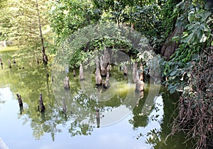 Toltec Mounds - Cypress Knees.