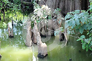 Toltec Mounds - Cypress Knees.