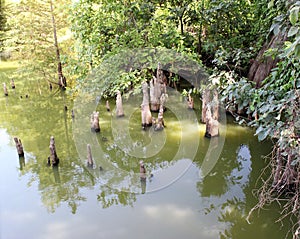 Toltec Mounds - Cypress Knees.