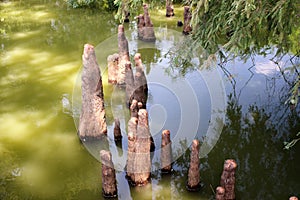 Toltec Mounds - Cypress Knees.