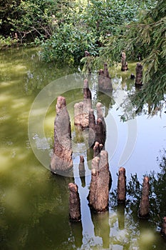 Toltec Mounds - Cypress Knees.