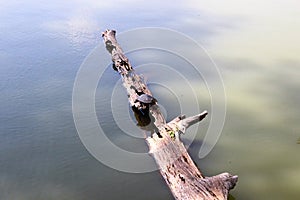 Toltec Mounds - Turtle on a log.