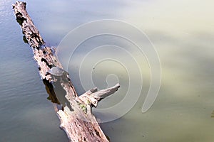 Toltec Mounds - Turtle on a log.