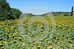 Sunflowers of the town of Tolva province of Huesca,Aragon,Spain photo