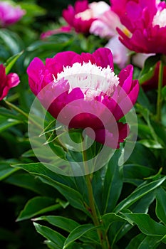 Tom Cat japanese type carmine red  flower peony lactiflora in summer garden, close-up