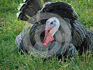 Tom Turkey
